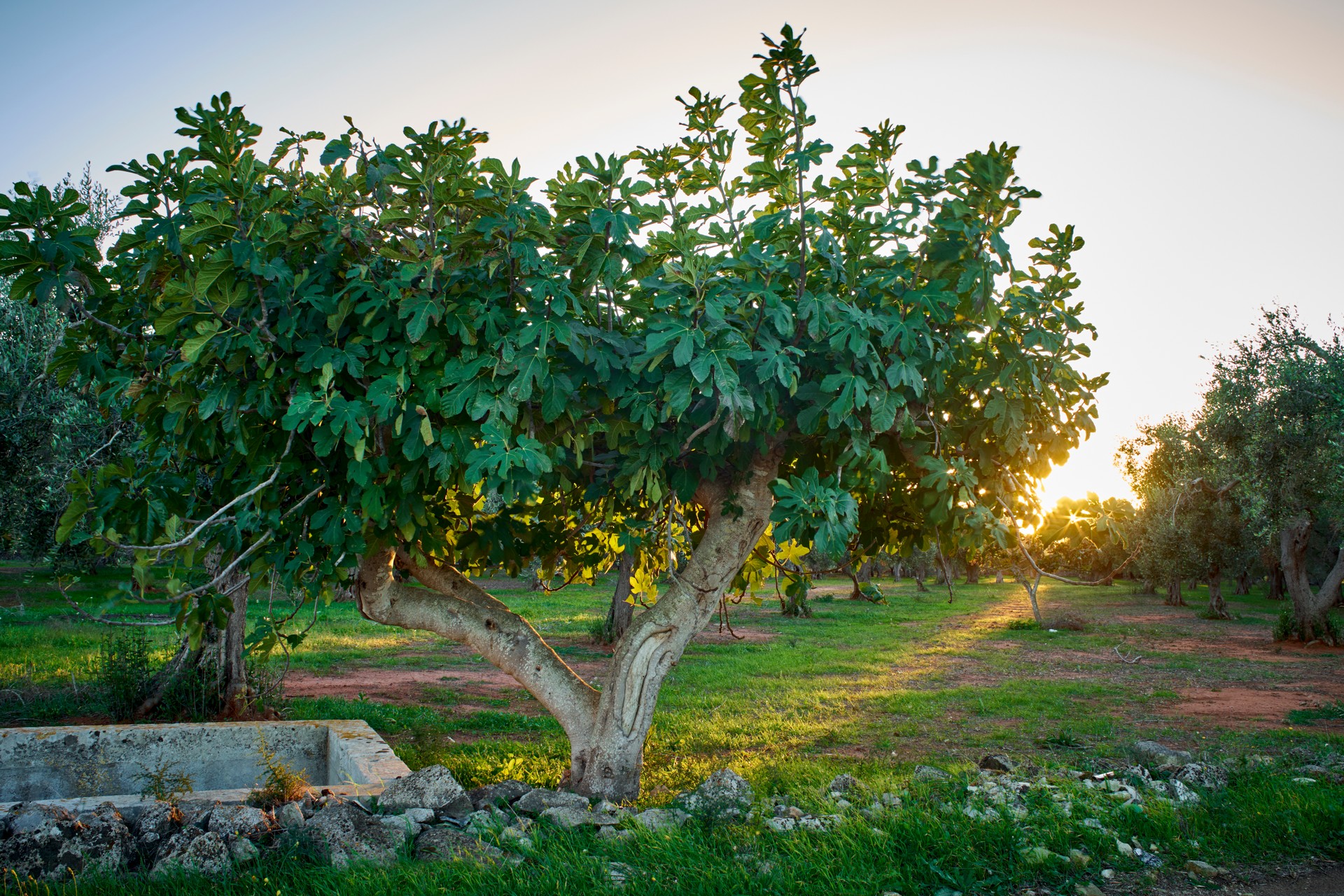 ficus-carica